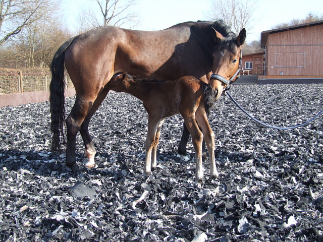 Bella Tivana, Hengst Tivano von Tmmler