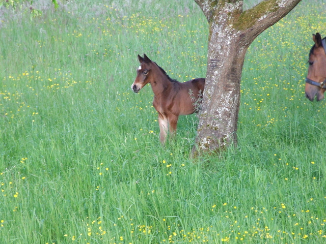 Bellino Hengstfohlen aus der Bella Tivana und Schwarzgold