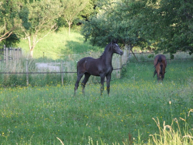 Badenfee Stute von Iskander Schampus Surumu XX