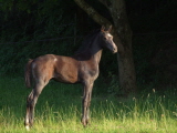 Badenfee Stute von Iskander Schampus Surumu XX