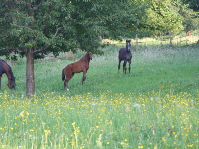 Badenfee Stute von Iskander Schampus Surumu XX